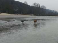 Hundeauslaufgebiet-Strandflächen Falkensteiner Ufer-Bild