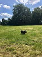Hundeauslaufgebiet-Westerpark-Bild