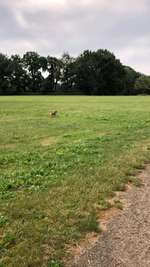 Hundeauslaufgebiet-Westerpark-Bild