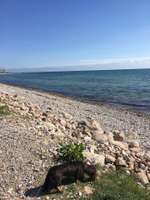 Hundeauslaufgebiet-Damp-Bild