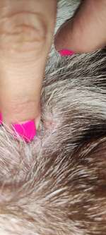 Pickel mit schwarzen Punkt - Welpenakne?-Beitrag-Bild