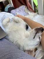 Suchmeldung-Meeko-Bild