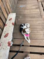 Suchmeldung-Meeko-Bild