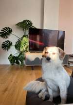 Suchmeldung-Meeko-Bild