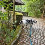 Hundeauslaufgebiet-Ockenauer Steg-Bild