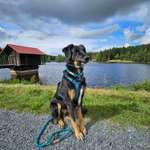 Hundeauslaufgebiet-Fichtelsee-Bild