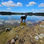 Hundeauslaufgebiet-Hundestrand am Untreusee-Bild