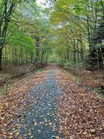 Hundeauslaufgebiet-Forst Ihlow-Bild