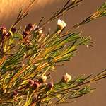 Ersteller:in Leonie Profilbild