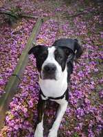 Fotochallenge Nr 96.: Bunt, Bunter, Hund 💐🌹🍁-Beitrag-Bild