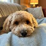 Ersteller:in Dennis Profilbild