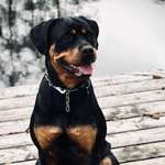 Ersteller:in Shorty Profilbild