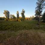 Hundeauslaufgebiet-Wacholderpark-Bild