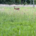Hundeauslaufgebiet-Ahlftener Flatt-Bild