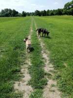 Hundeauslaufgebiet-Volkspark Niddapark-Bild