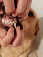 Zahnfleischentzündung?-Beitrag-Bild