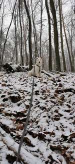 Welpe bellt bei Besuch/Fremden/Hunden und im Haus-Beitrag-Bild