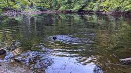 Hundeauslaufgebiet-Waldgebiet Blauer See /Erlenloch-Bild