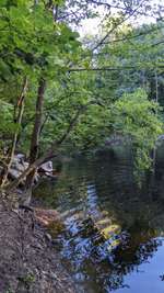 Hundeauslaufgebiet-Waldgebiet Blauer See /Erlenloch-Bild