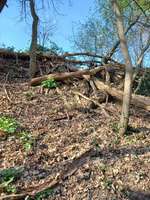 Hundeauslaufgebiet-Dorneywald-Bild