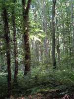 Hundeauslaufgebiet-Dorneywald-Bild