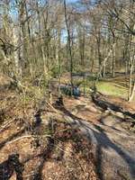 Hundeauslaufgebiet-Dorneywald-Bild