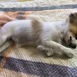 Hundebegegnungen-Beitrag-Bild