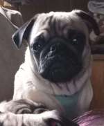 Suchmeldung-Prinzessin-Bild