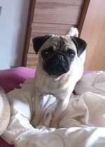 Suchmeldung-Prinzessin-Bild