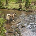 Hundeauslaufgebiet-Seegelflugplatz Musbach-Bild