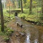 Hundeauslaufgebiet-Seegelflugplatz Musbach-Bild