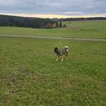 Hundeauslaufgebiet-Seegelflugplatz Musbach-Bild