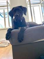 Cane Corso-Beitrag-Bild