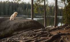 Hundeauslaufgebiet-Fichtelsee-Bild