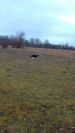 Hundeauslaufgebiet-Bindlacher Berg-Bild