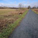 Hundeauslaufgebiet-Arkenberge-Bild