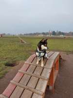 Hundeauslaufgebiet-Tempelhofer Feld Südost-Bild