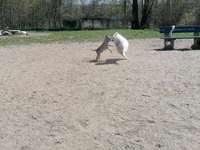 Hundeauslaufgebiet-Lanker See-Bild