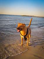 Hundeauslaufgebiet-Heidkate Hundestrand-Bild