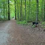 Hundeauslaufgebiet-Wald hinterm Zoo-Bild
