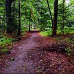 Hundeauslaufgebiet-Egelser Wald-Bild