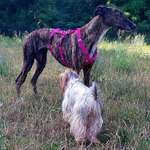 Ersteller:in Seelenwind Profilbild