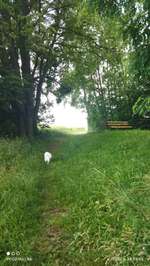 Hundeauslaufgebiet-Übers Wasserwerk-Bild