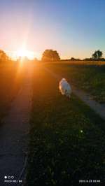 Hundeauslaufgebiet-Über die Felder-Bild