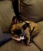 Suchmeldung-Stella-Bild