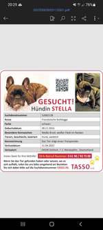 Suchmeldung-Stella-Bild