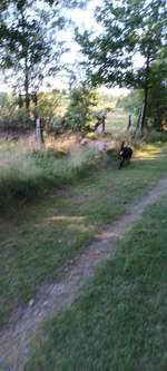 Hundeauslaufgebiet-Tydal-Bild