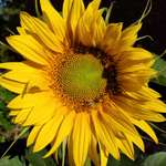 Ersteller:in Melanie Profilbild