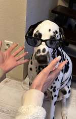 Wenn dein Hund dir eine WhatsApp schreiben könnte… 💬🐶-Beitrag-Bild