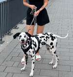 🎭💩 Peinlich, witzig und trotzdem irgendwie schön 🐾-Beitrag-Bild